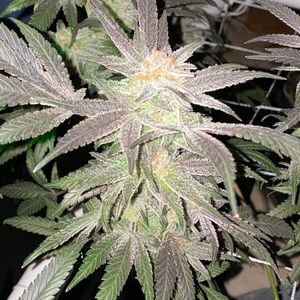 Meet your Posher, Cody